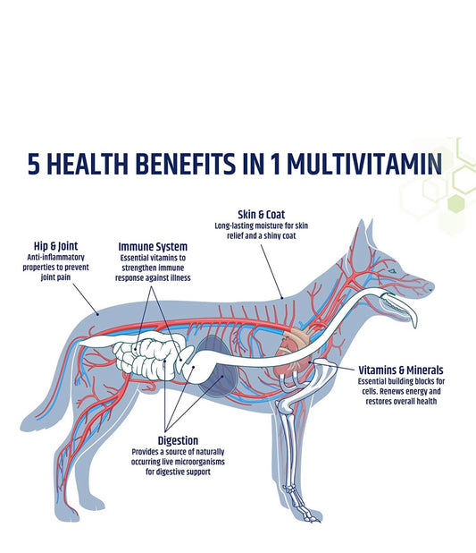 Benefits of Multivitamins for dogs